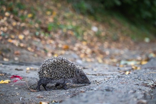 年对阵AC 年对阵AC